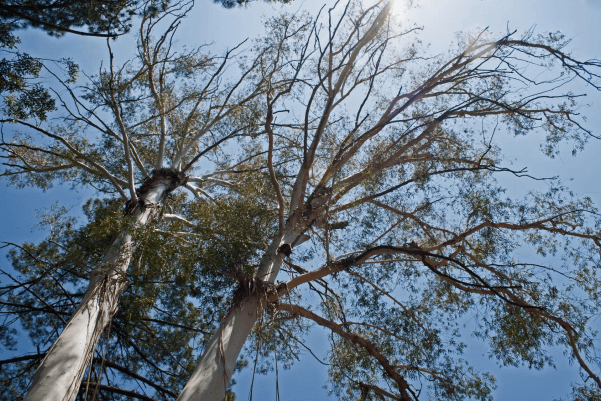 Tencel is A Plant Fiber Extracted from Eucalyptus Trees.